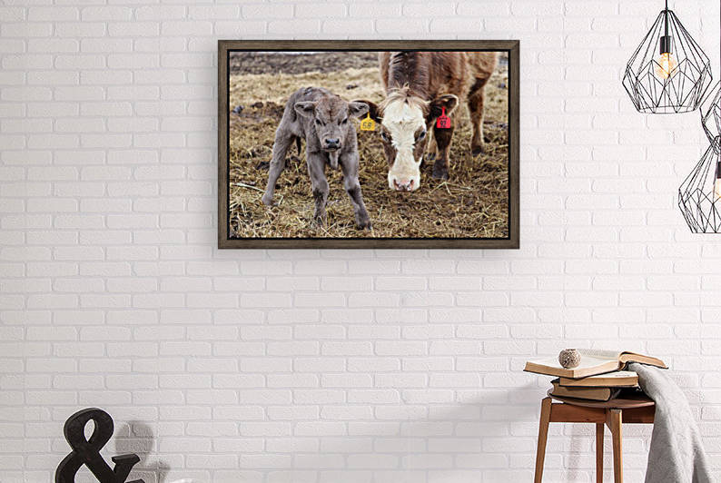 Fancy and Bull Calf by Holly Smith Photography