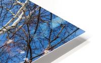 Birch Tree Sky HD Metal print