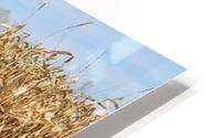 Snow Corn HD Metal print