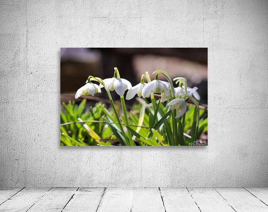 Spring SnowDrops Wall Preview