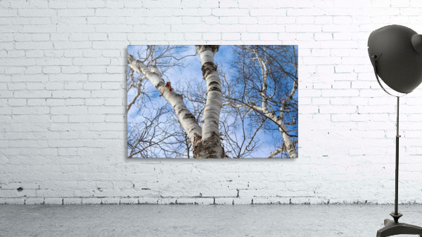 Birch Tree Sky Wall Preview