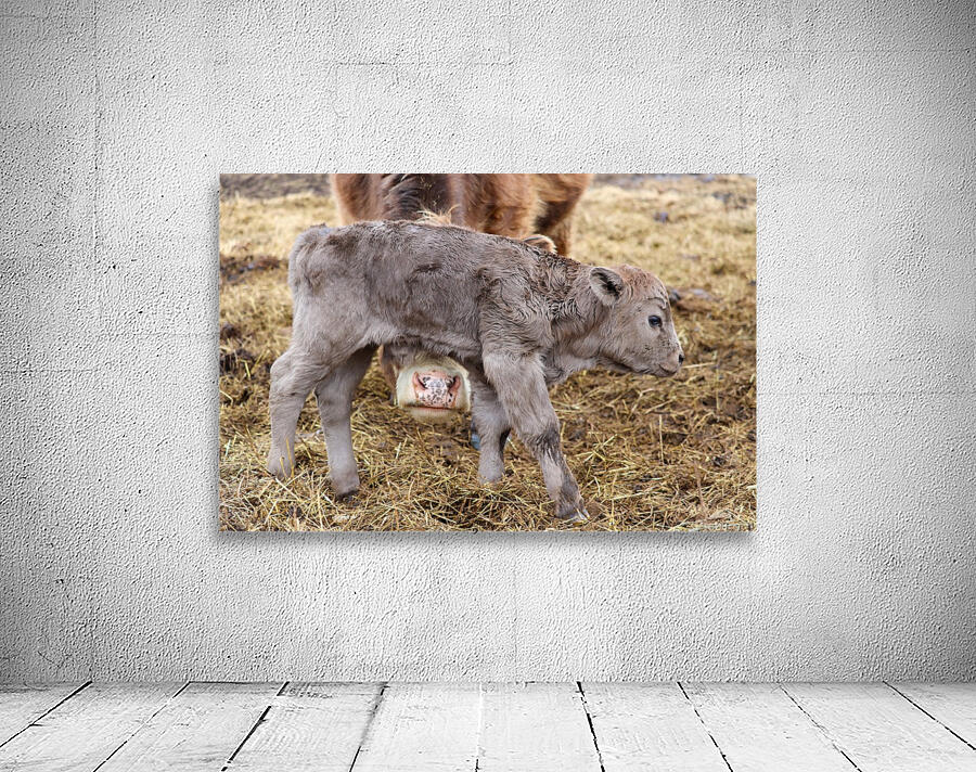 Nosy Mom Wall Preview