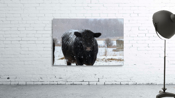 Snow Cow Wall Preview
