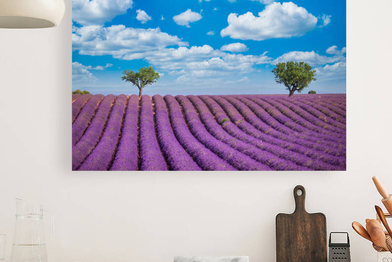 Panoramic sunny lavender field summer landscape near Valensole Provence France by icemanphotos