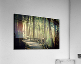 Peaceful Walk Acrylic Print