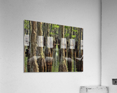 Swamp Path Acrylic Print