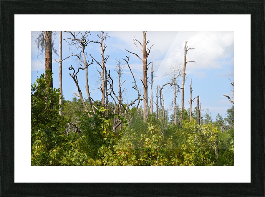 Standing Tall Picture Frame print
