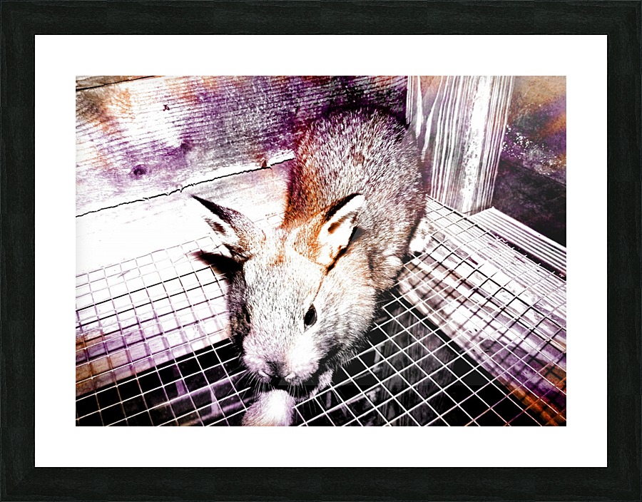 Live Furball Picture Frame print