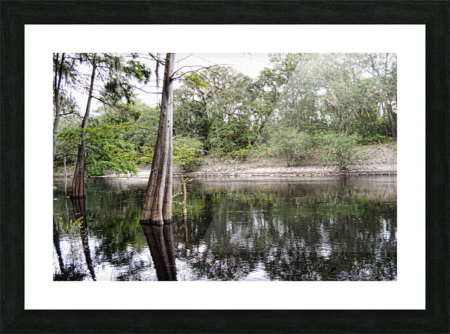 Suwanee Cypress Picture Frame print