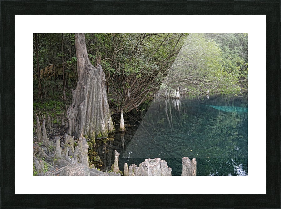 Cypress Circle Picture Frame print