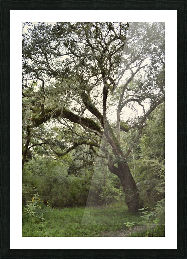 Majestic Tree Picture Frame print