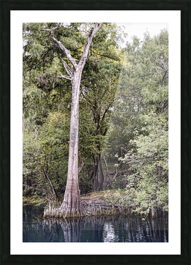 Royal Cypress Picture Frame print