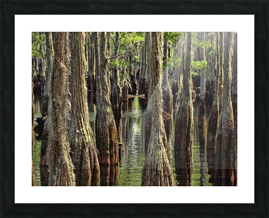 Swamp Path Picture Frame print