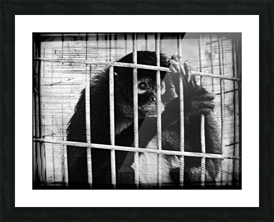 Desiring Freedom Picture Frame print