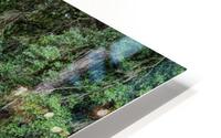 Winding Path HD Metal print