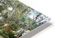 Suwanee Cypress HD Metal print