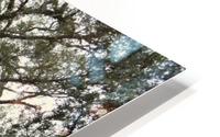 Majestic Tree HD Metal print