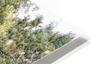 Royal Cypress HD Metal print