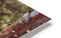 Summer Fun HD Metal print