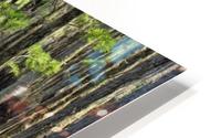 Swamp Path HD Metal print