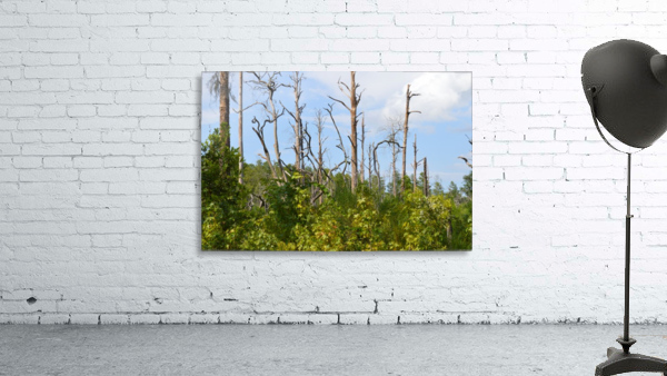Standing Tall Wall Preview