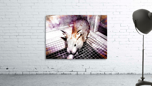 Live Furball Wall Preview