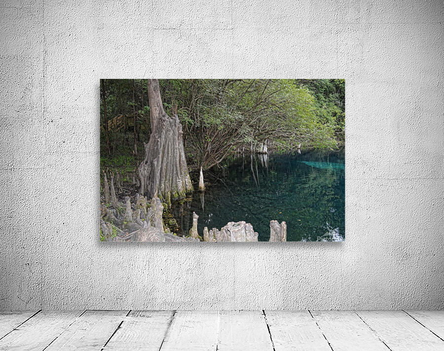 Cypress Circle Wall Preview