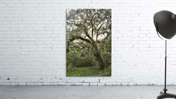 Majestic Tree Wall Preview