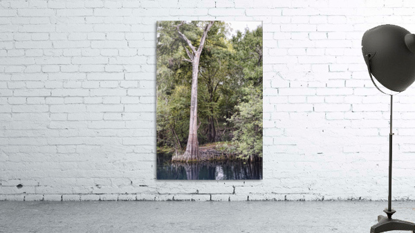 Royal Cypress Wall Preview