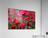 Never-ending Roses  Acrylic Print