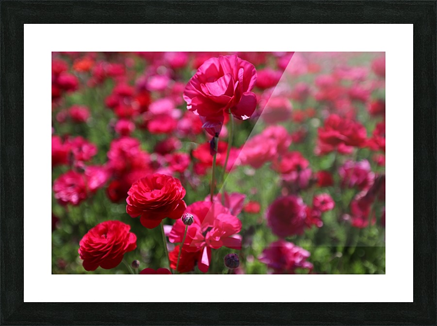 Never-ending Roses  Picture Frame print