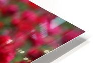 Never-ending Roses  HD Metal print