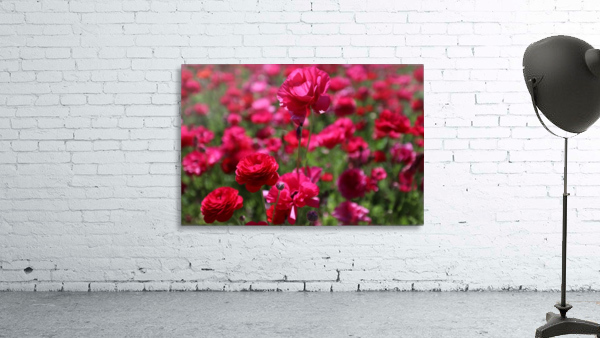 Never-ending Roses  Wall Preview