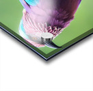 Lilac-Breasted Roller Acrylic print