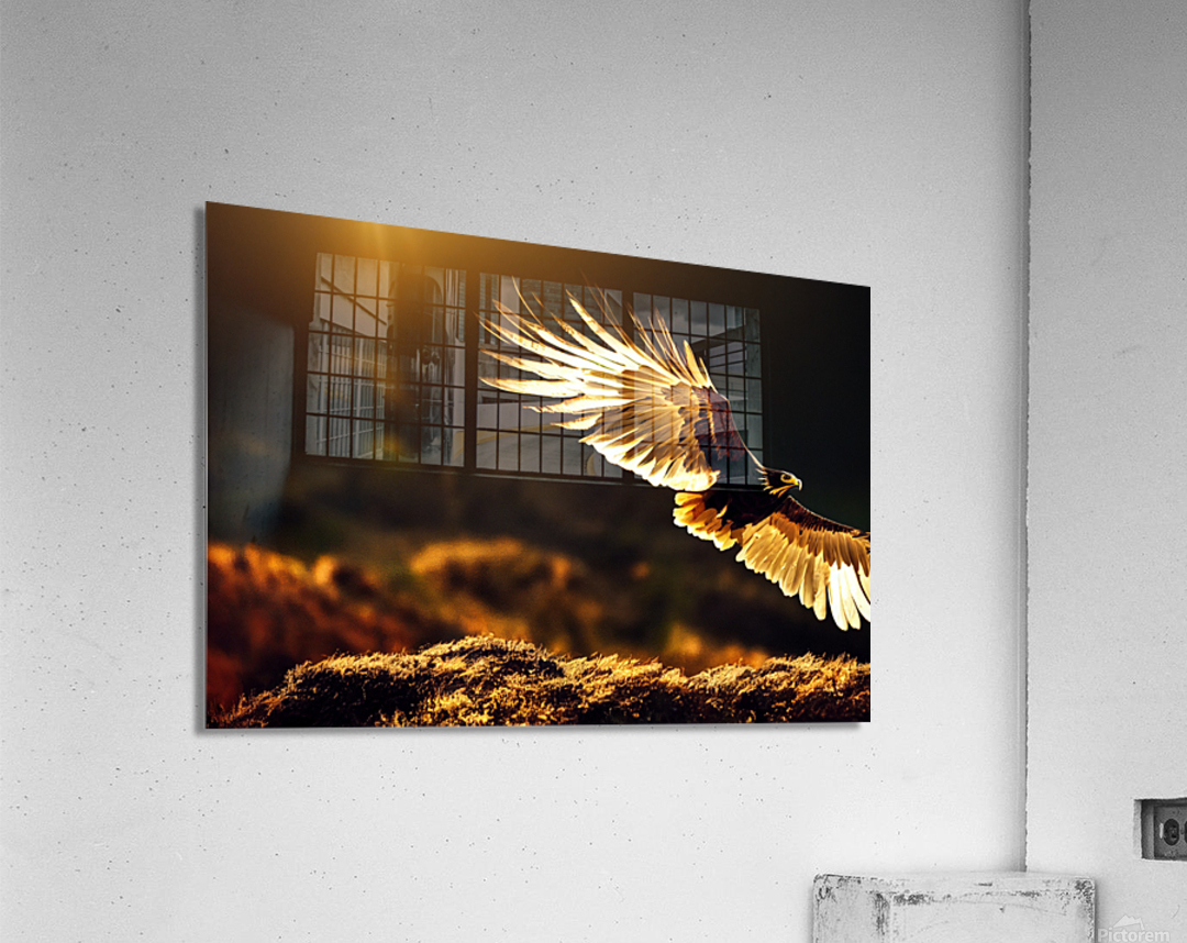 Golden Eagle in Full Flight by Granny Mouse Wall Art