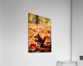 Preparing for Fall Acrylic Print