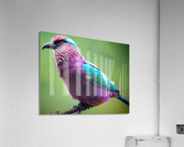 Lilac-Breasted Roller Acrylic Print