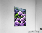 Purple Flowers Acrylic Print