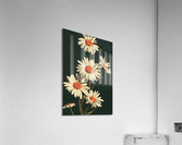 White Daisies  Acrylic Print