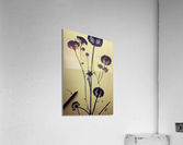 Dandelions Acrylic Print