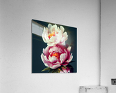 Pink Peonies Acrylic Print