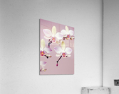 Orchids Acrylic Print