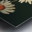 White Daisies  Metal print
