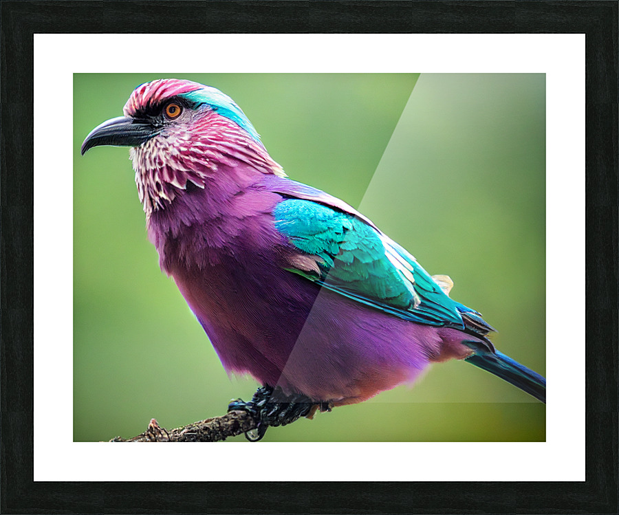 Lilac-Breasted Roller Picture Frame print