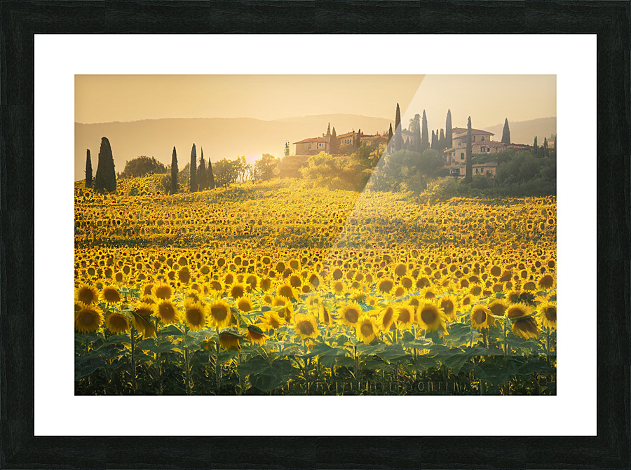 Sunflower Fields in Tuscany Picture Frame print