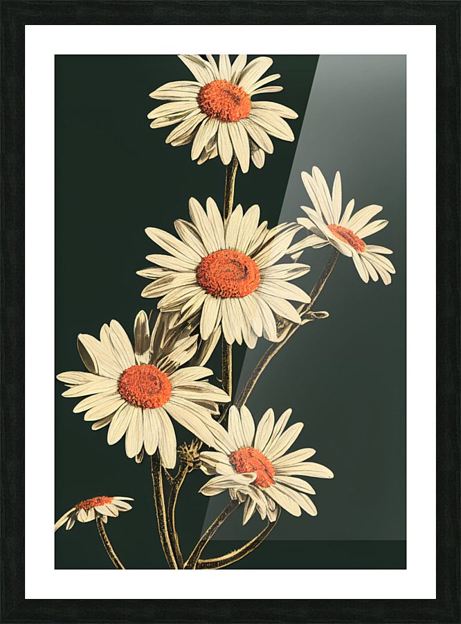 White Daisies  Picture Frame print