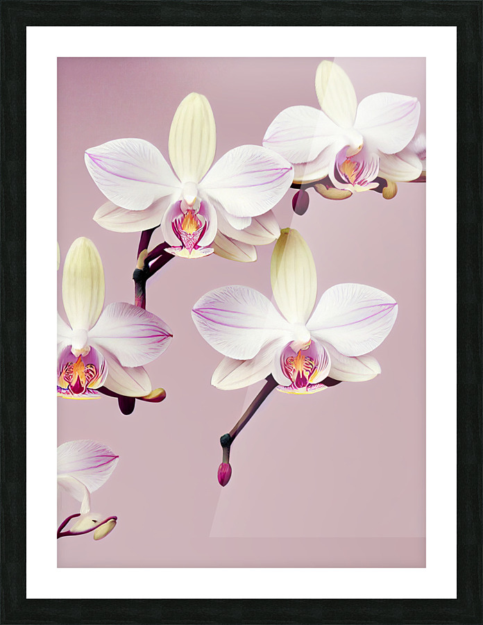 Orchids Picture Frame print
