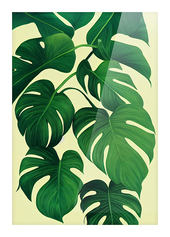 Monstera Deliciosa Leaf  Picture Frame print