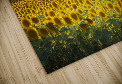 Sunflower Fields in Tuscany Granny Mouse puzzle
