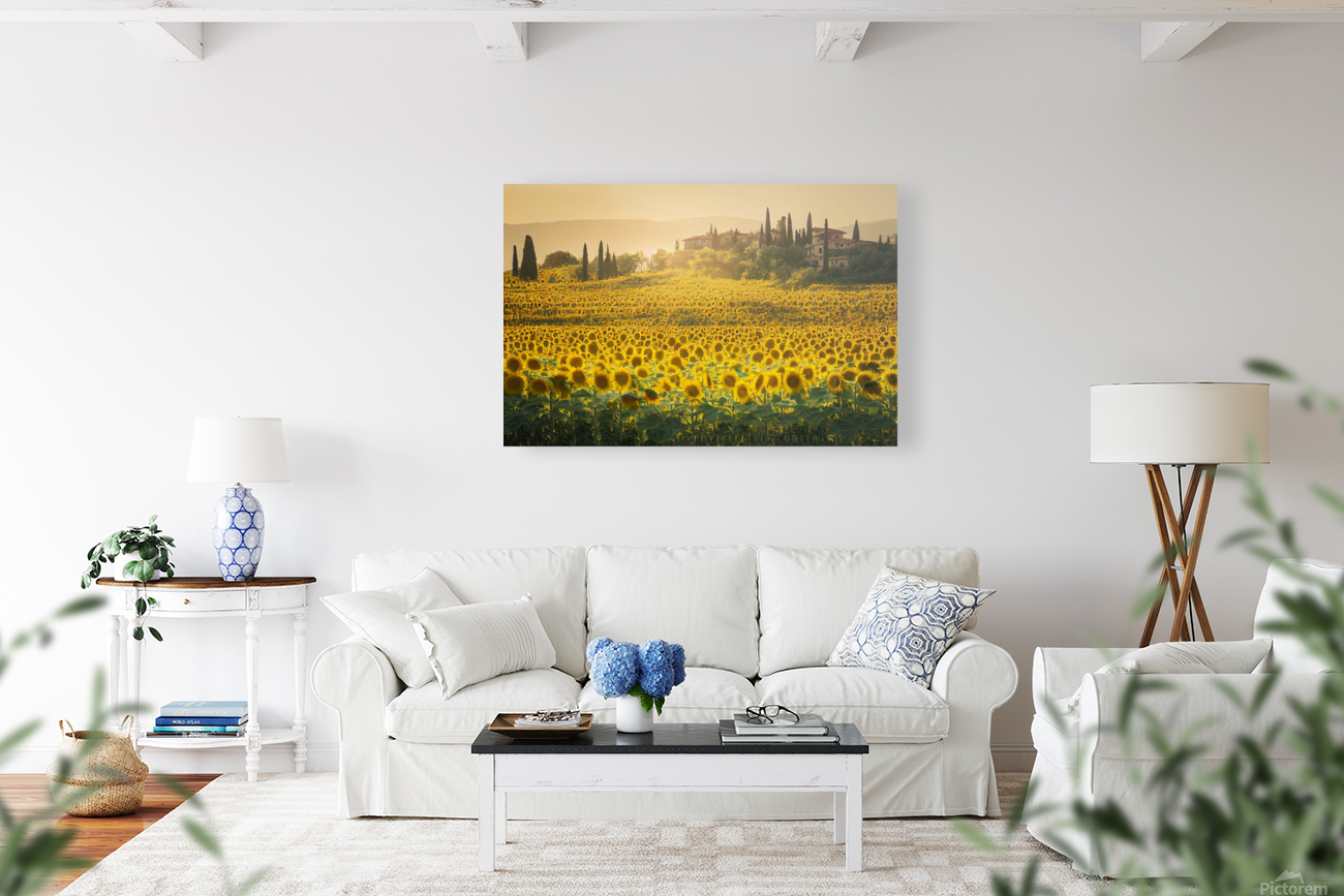 Sunflower Fields in Tuscany Reproduction